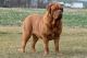 Dogue De Bordeaux Puppies for sale in Newmanstown, PA 17073, USA. price: NA