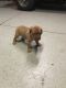 Dogue De Bordeaux Puppies for sale in Middleburg, FL 32068, USA. price: NA
