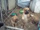 Dogue De Bordeaux Puppies for sale in Hocking County, OH, USA. price: $600