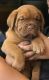 Dogue De Bordeaux Puppies for sale in Canal Winchester South Rd, Canal Winchester, OH 43110, USA. price: NA