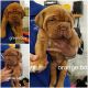 Dogue De Bordeaux Puppies for sale in Springfield, KY 40069, USA. price: $1,500