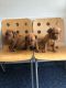 Dogue De Bordeaux Puppies for sale in Harrisburg Ave, Lancaster, PA, USA. price: NA