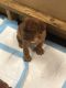 Dogue De Bordeaux Puppies for sale in Wilton, CA, USA. price: NA