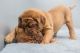 Dogue De Bordeaux Puppies for sale in Greensboro, NC, USA. price: NA