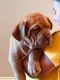 Dogue De Bordeaux Puppies for sale in Visalia, CA, USA. price: NA
