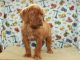 Dogue De Bordeaux Puppies for sale in Shawnee, OK, USA. price: $1,500