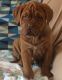 Dogue De Bordeaux Puppies for sale in Marsh Ln, Dallas, TX, USA. price: NA
