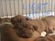 Dogue De Bordeaux Puppies for sale in Laurel, MD 20723, USA. price: NA