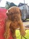 Dogue De Bordeaux Puppies for sale in Wilkes-Barre, PA, USA. price: NA