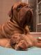 Dogue De Bordeaux Puppies for sale in Crown Point, IN 46307, USA. price: NA