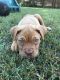 Dogue De Bordeaux Puppies for sale in Columbus, OH, USA. price: $800