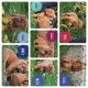 Dogue De Bordeaux Puppies for sale in Edgar, MT, USA. price: $1,000