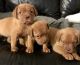 Dogue De Bordeaux Puppies for sale in Livermore, CA, USA. price: NA