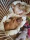 Dogue De Bordeaux Puppies for sale in Mariposa, CA 95338, USA. price: NA