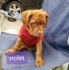 Dogue De Bordeaux Puppies for sale in Springfield, KY 40069, USA. price: NA