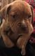 Dogue De Bordeaux Puppies for sale in South Holland, IL, USA. price: $800
