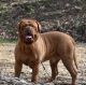 Dogue De Bordeaux Puppies for sale in Delaware County, PA, USA. price: NA