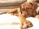 Dogue De Bordeaux Puppies for sale in Farmington Hills, MI 48334, USA. price: NA