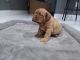 Dogue De Bordeaux Puppies for sale in 73 NW 183rd Terrace, Miami Gardens, FL 33169, USA. price: $2,000