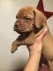 Dogue De Bordeaux Puppies for sale in Wilkes-Barre, PA, USA. price: NA