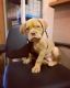 Dogue De Bordeaux Puppies for sale in New York Times Bldg, 620 8th Ave, New York, NY 10018, USA. price: NA