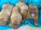 Dogue De Bordeaux Puppies for sale in Aurora, IL 60506, USA. price: $1,500
