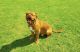 Dogue De Bordeaux Puppies for sale in Washington, DC, USA. price: NA