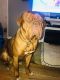 Dogue De Bordeaux Puppies for sale in Mt Healthy, OH 45231, USA. price: $2,500