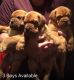 Dogue De Bordeaux Puppies for sale in New Orleans, LA, USA. price: NA