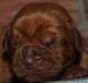 Dogue De Bordeaux Puppies for sale in Hampton Bays, NY, USA. price: NA