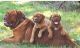 Dogue De Bordeaux Puppies for sale in 105 Coffee Rd, Harrisburg, IL 62946, USA. price: $800