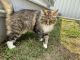 Domestic Longhaired Cat Cats for sale in Cookeville, TN, USA. price: NA