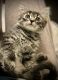 Domestic Longhaired Cat Cats for sale in Portland, OR 97233, USA. price: NA