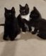 Domestic Longhaired Cat Cats for sale in 133 Tussey Meadow Ln, Centre Hall, PA 16828, USA. price: NA