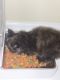 Domestic Longhaired Cat Cats for sale in Hoffman Estates, IL, USA. price: $550