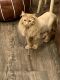 Domestic Longhaired Cat Cats