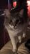 Domestic Longhaired Cat Cats for sale in Winter Springs, FL, USA. price: NA