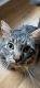 Domestic Longhaired Cat Cats for sale in Windermere, FL 34786, USA. price: NA