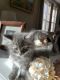 Domestic Longhaired Cat Cats for sale in Attleboro, MA, USA. price: $100