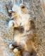 Domestic Longhaired Cat Cats for sale in Murfreesboro, TN 37129, USA. price: NA