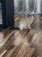 Domestic Longhaired Cat Cats