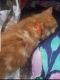 Domestic Longhaired Cat Cats for sale in South Gate, CA 90280, USA. price: NA