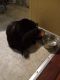 Domestic Longhaired Cat Cats for sale in 3290 Parks Dr, Chambersburg, PA 17202, USA. price: NA