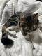 Domestic Longhaired Cat Cats for sale in Syracuse, NY, USA. price: $50
