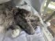 Domestic Longhaired Cat Cats for sale in Bartow, FL, USA. price: $300