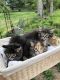 Domestic Longhaired Cat Cats for sale in 19941 Kentville Rd, Tiskilwa, IL 61368, USA. price: $250