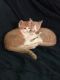 Domestic Longhaired Cat Cats for sale in Wildwood, MO, USA. price: $50