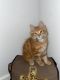 Domestic Longhaired Cat Cats for sale in Hall County, GA, USA. price: NA