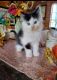 Domestic Longhaired Cat Cats for sale in Eau Claire, WI, USA. price: NA