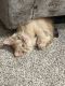 Domestic Longhaired Cat Cats for sale in Cincinnati, OH, USA. price: NA